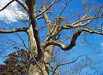 《风火轮：爆发》乐一通DLC追加兔八哥主题赛车