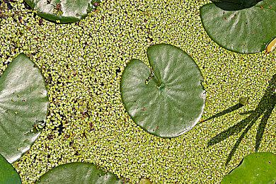 Fami通新一周销量榜 《路易吉洋馆2 HD》登顶